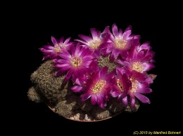 Sulcorebutia steinbachii v. mizquensis WR194 2046